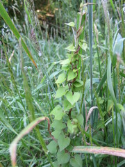 Calystegia tuguriorum