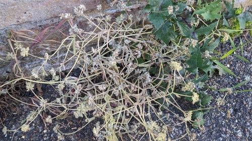 Image of Valerianella carinata by no rights reserved
