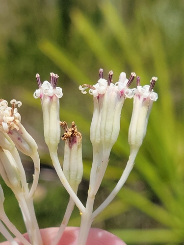 Image of Arnoglossum ovatum by (c) Jay Horn, some rights reserved (CC BY)
