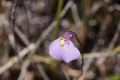Utricularia barkeri