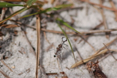 Ellipsoptera hirtilabris