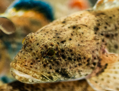 Mottled Sculpin
