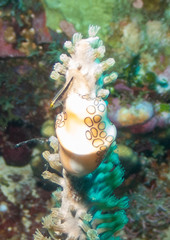 Belize Sponge Goby photo 4