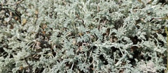 Artemisia vallesiaca, photograph (c) Eleftherios Katsillis, some rights reserved (CC BY)