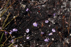 Utricularia barkeri