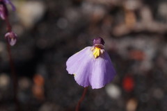 Utricularia barkeri