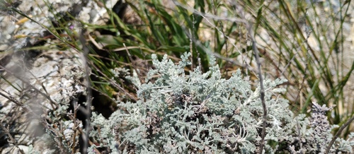 Artemisia vallesiaca, photograph 4