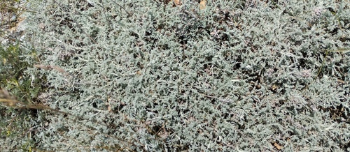 Artemisia vallesiaca, photograph 6