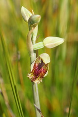 Calochilus herbaceus