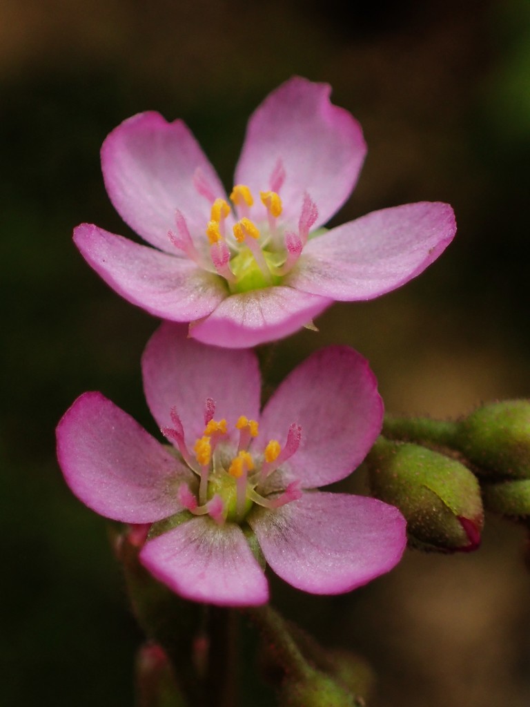 Rossolis spatulé (Drosera spatulata)