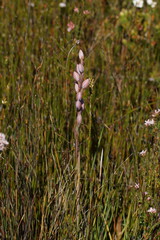 Thelymitra aristata