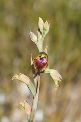 Calochilus herbaceus