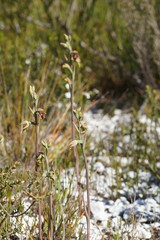 Calochilus herbaceus