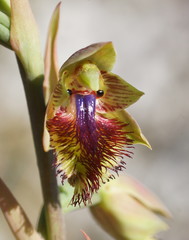 Calochilus herbaceus