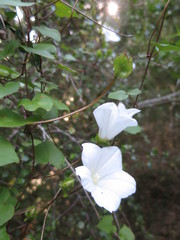 Calystegia tuguriorum