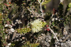 Melaleuca squarrosa
