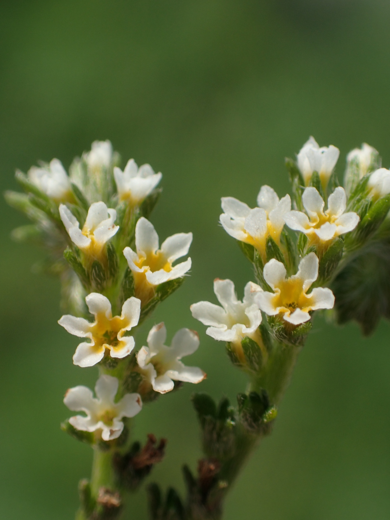 Euploca procumbens