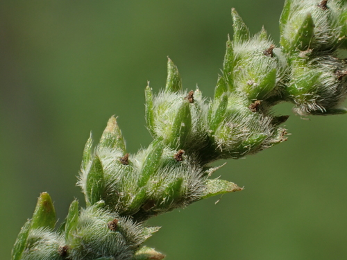 fourspike heliotrope