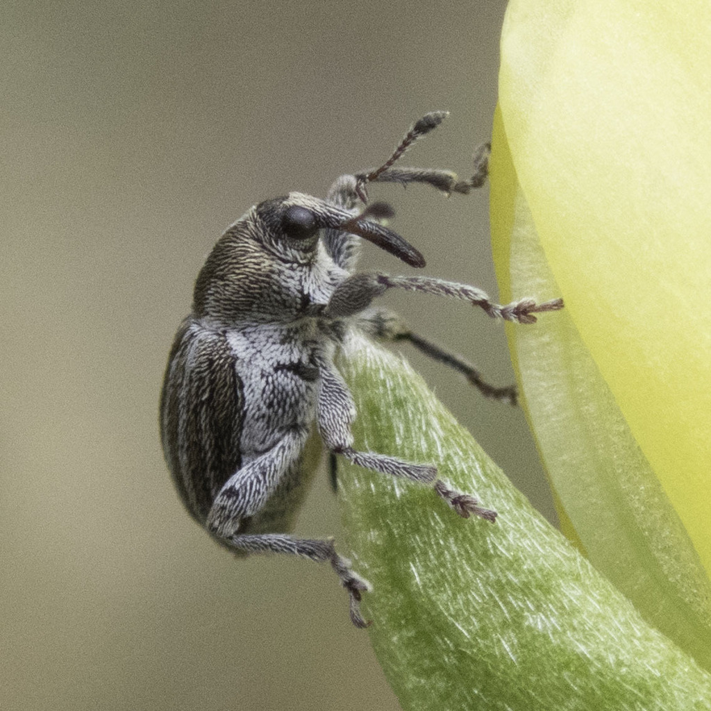 Tychius lineellus