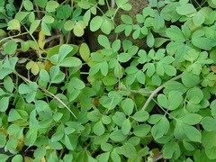 Corydalis decumbens