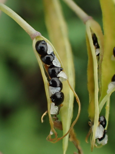 Image of Decumbent Corydalis (Corydalis decumbens) by no rights reserved