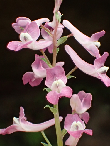 Corydalis decumbens