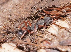 Myrmecia esuriens