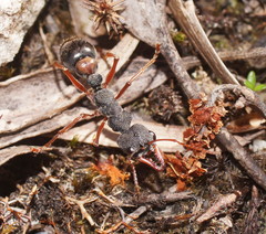 Myrmecia esuriens