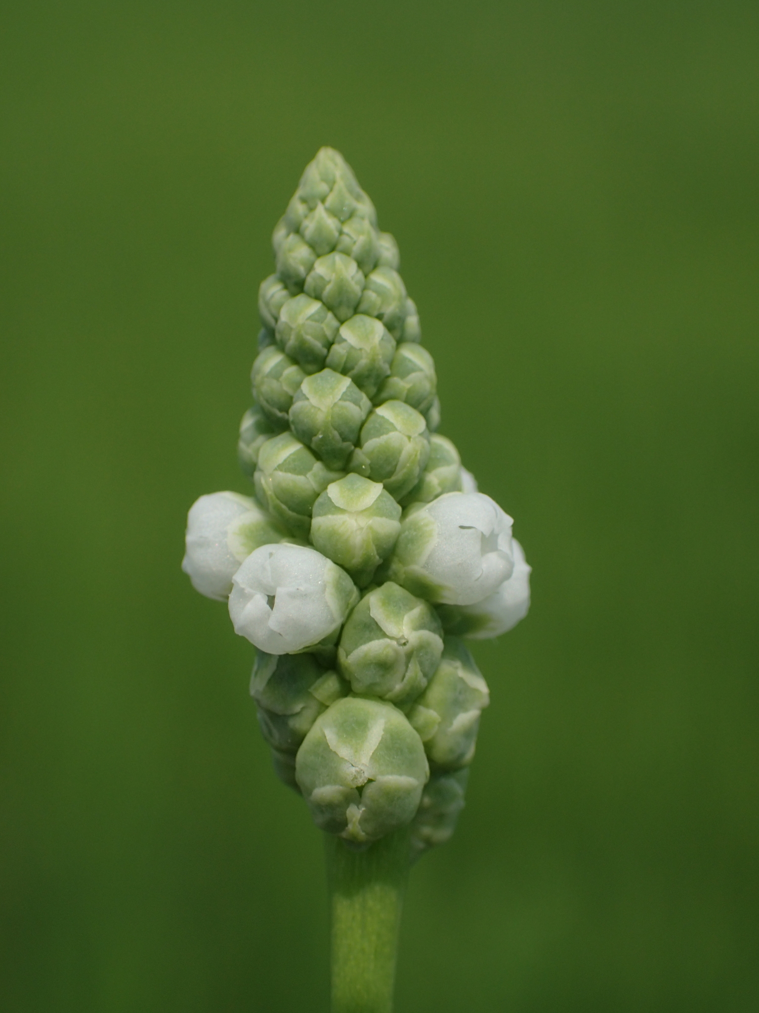 Sphenoclea