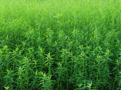 Sphenoclea zeylanica
