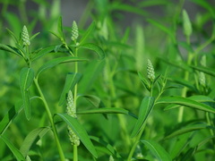 Sphenoclea zeylanica