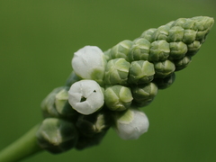 Sphenoclea zeylanica