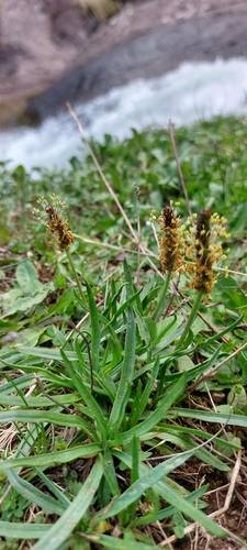 Image of Plantago alpina by (c) Manuel R Popp, some rights reserved (CC BY)