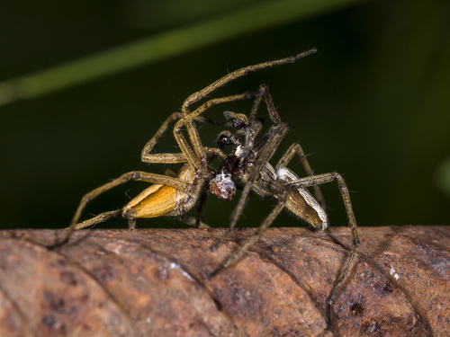 European Nursery Web spider photo 5