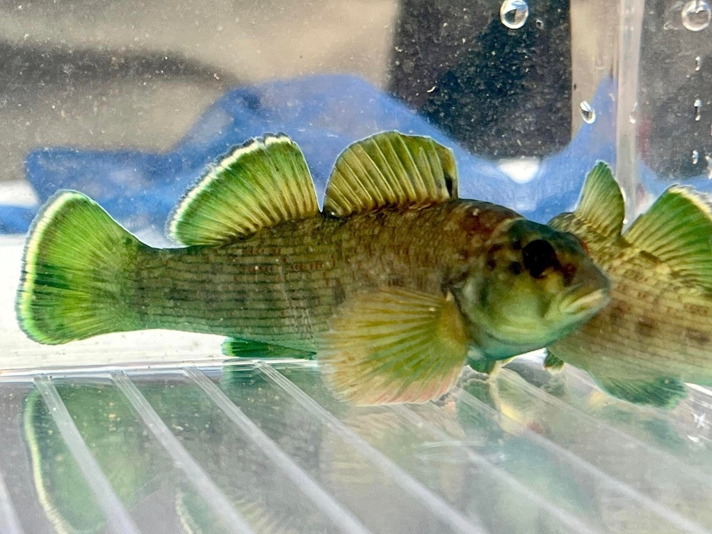 Greenfin darter (Etheostoma chlorobranchium) — Percidae