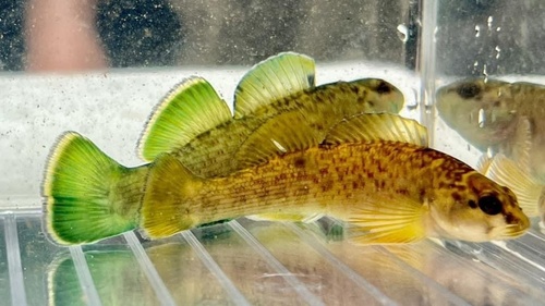 Greenfin Darter