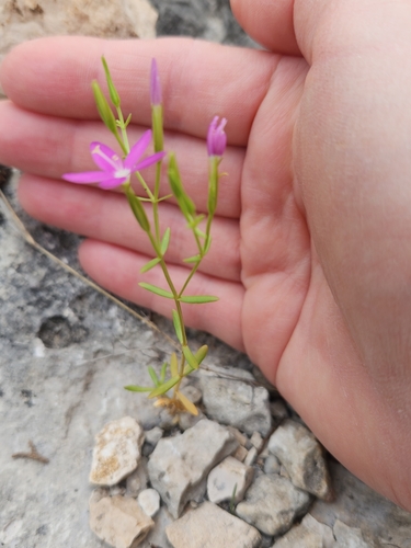 Image of Zeltnera calycosa by (c) Jo Roberts, some rights reserved (CC BY)