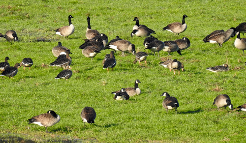 Canada Goose photographed in Mississippi