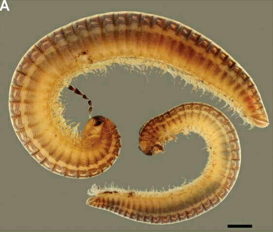 Stemmiulida