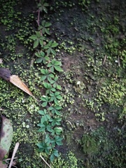 Tetrastigma obtectum glabrum