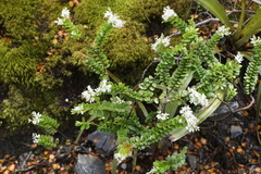 Veronica vernicosa