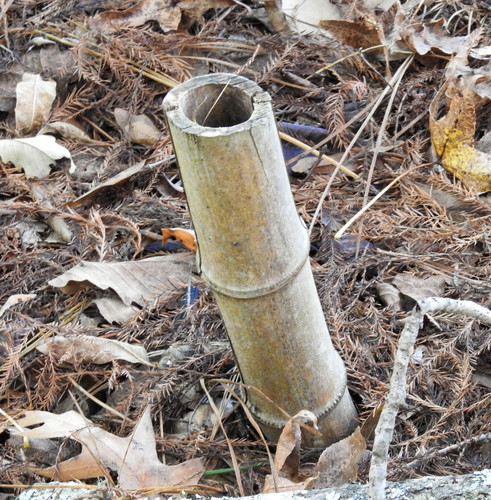 common bamboo