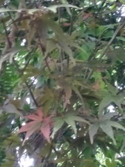 Acer serrulatum