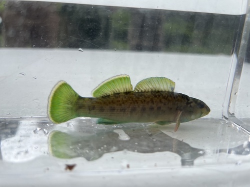 Greenfin Darter
