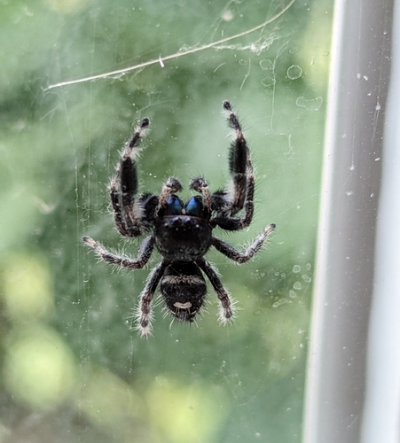 Bold Jumping Spider