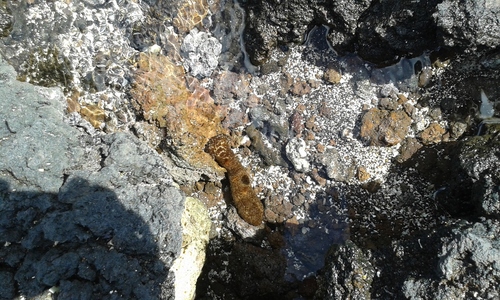 Holothuriidae