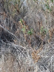 Baccharis salicifolia