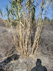 Arundo donax
