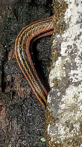 Javan Keelback
