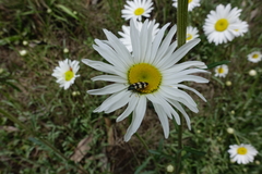 Castiarina interstitialis